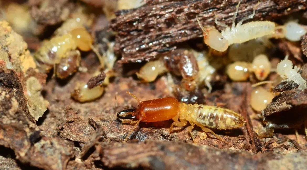 SEO para descupinizadora: Conquiste clientes no Google